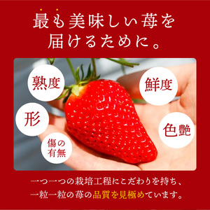 ★先行予約★贈答用いちご 3品種食べ比べセット(3パック入)[1月中旬より順次発送]【2602C09703】