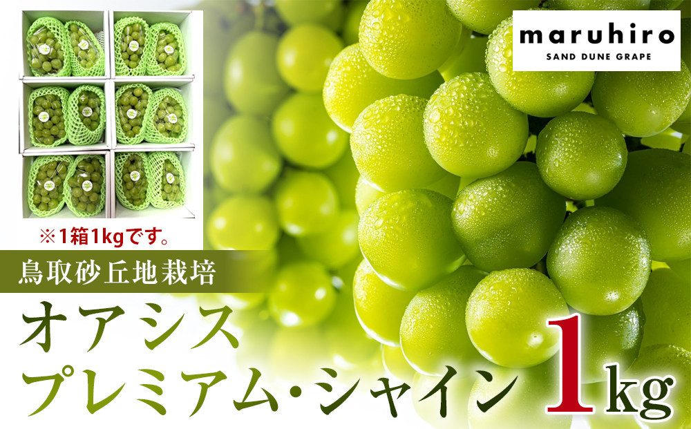 563.【先行予約】オアシス・プレミアム・シャイン 1kg（鳥取砂丘地栽培）｜ シャインマスカット 葡萄 ぶどう 産地直送 フルーツ 果物 甘い 人気 ※2025年8月下旬頃～10月下旬頃に順次発送 313726_BF002