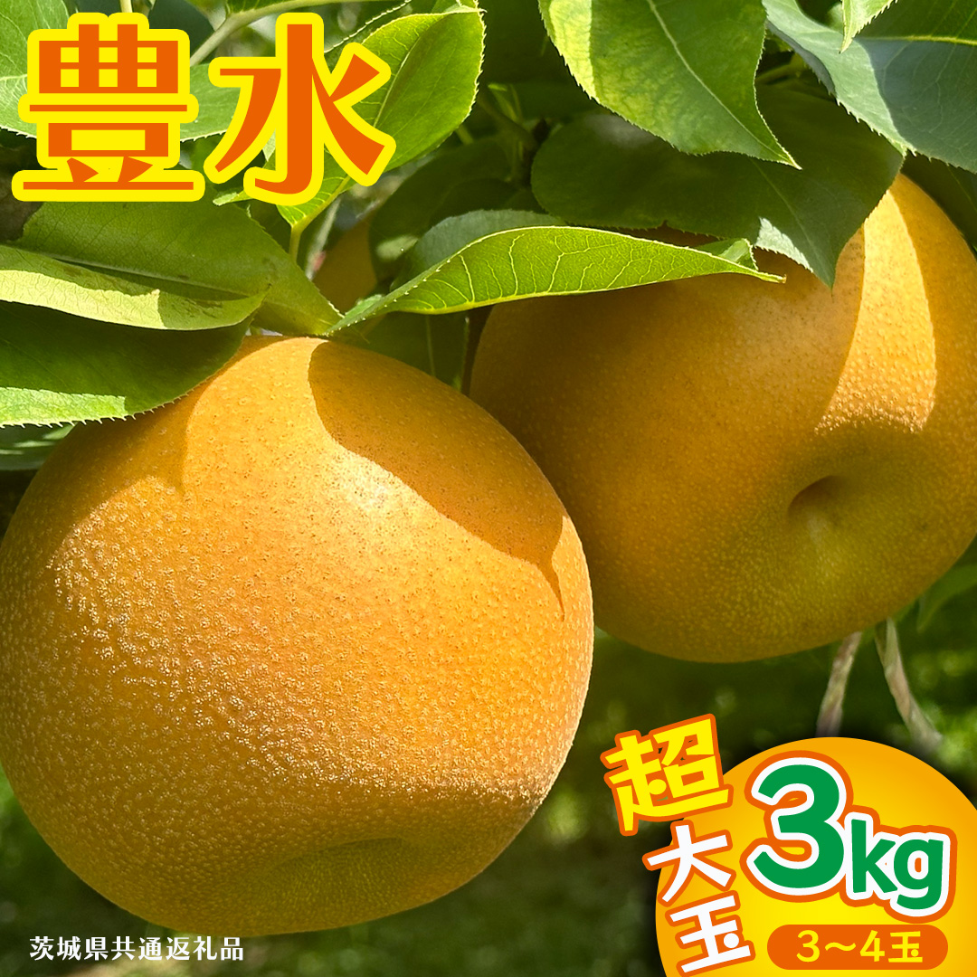 豊水 超大玉 約 3kg 3～4玉 (茨城県共通返礼品:かすみがうら市) 2026年 マスカット ぶどう 葡萄 ブドウ フルーツ 果物 くだもの 旬 食べ比べ セット 詰め合わせ 国産 産地直送 ギフト 贈答 プレゼント 手土産 お土産 [DH023sa]