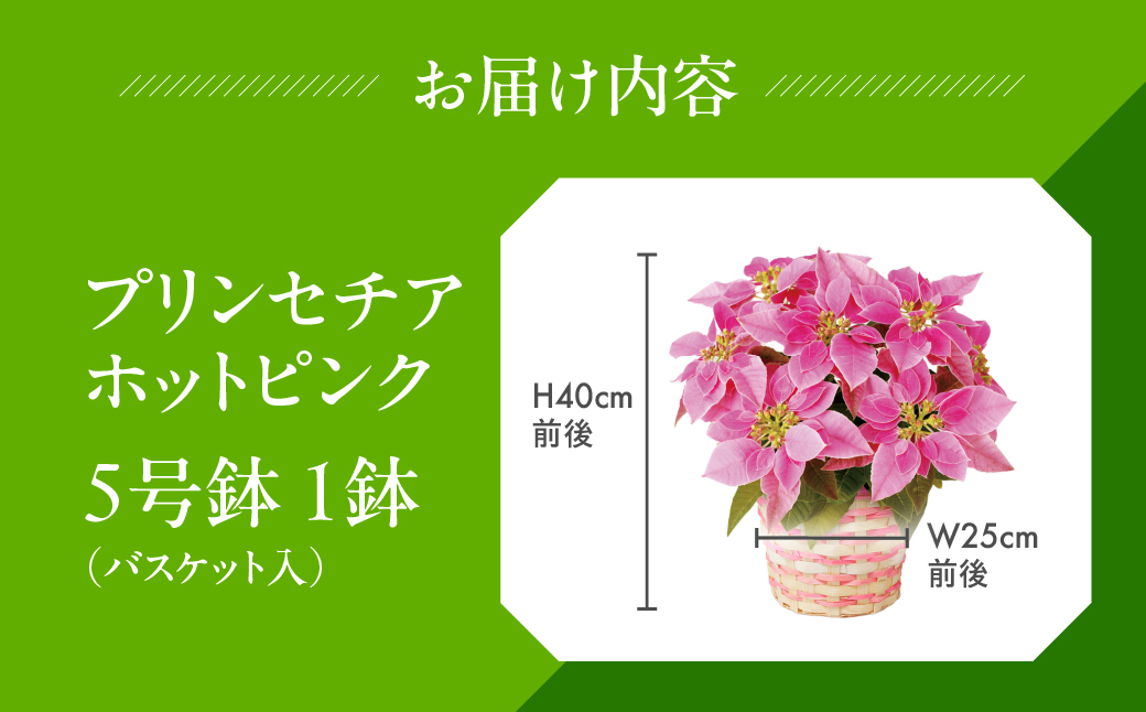 プリンセチア ホットピンク 観葉植物 植物 5号鉢 人気 おしゃれ かわいい お手入れ 室内 大鉢 中型 インテリア リビング 玄関 寝室 キッチン オフィス プレゼント ギフト 冬 クリスマス フラ