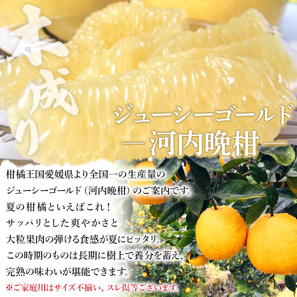 ＜木成り ジューシーゴールド（河内晩柑）ご家庭用 約4kg（S～2L混合）＞ 訳あり 果物 フルーツ かわちばんかん みかん オレンジ 柑橘 愛媛県 西予市『2026年6月中旬～8月中旬迄に順次出荷予