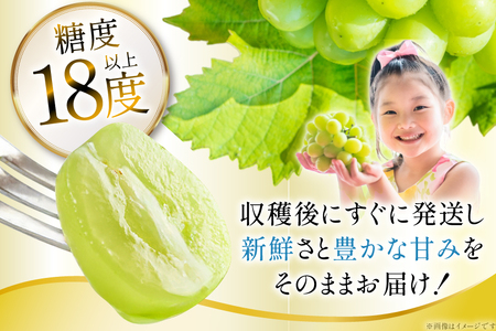 【期間限定発送】 シャインマスカット 訳あり 3房 1.8kg [Yamagenフルーツガーデンレコルト 山形県 高畠町 tk06ayt380004] ご家庭用 ぶどう ブドウ 葡萄 フルーツ 果物 