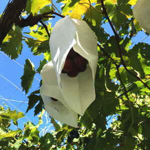 和歌山のピオーネ 約2.5kg(3~5房) ※2025年8月下旬~9月下旬頃発送予定| 先行予約 ぶどう 葡萄 果物 フルーツ 甘い【MS102】