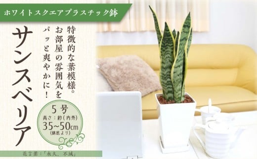 【観葉植物】サンスベリア 5号 ホワイトスクエアプラスチック鉢 土の表面:ウッドチップ｜観葉植物 インテリア 部屋 おしゃれ 福岡県筑前町 送料無料