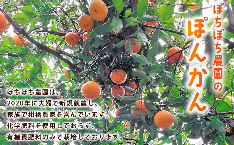 ＜ぼちぼち農園のぽんかん 家庭用 約3kg＞ 3キロ ぽんかん ポンカン 訳あり わけあり ワケアリ 果物 みかん ミカン 柑橘 フルーツ 生産量日本一 国産 特産品 愛媛県 西予市