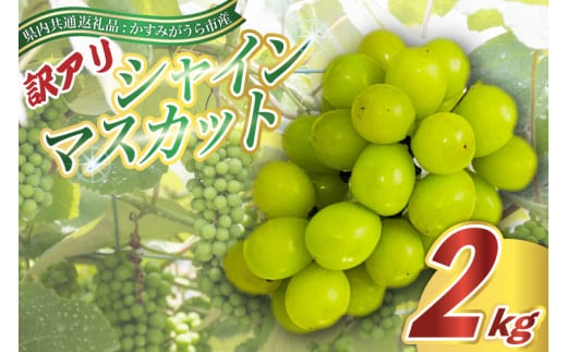 ＜2025年9月より順次発送＞訳ありシャインマスカット2kg(県内共通返礼品:かすみがうら市産) (BR076)