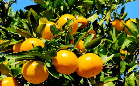 伊木力みかん 5kg（箱込み）長与町/岩永農園[EAZ006]