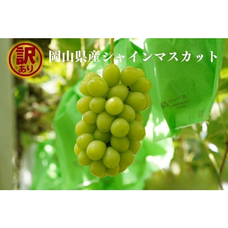 【ふるさと納税】 【2026年先行予約】岡山県産 【訳あり】 シャインマスカット 1.1kg以上（2房） 1.6kg以上（2～3房） 産地直送 朝採れ / ぶどう 葡萄 フルーツ 先行予約 真庭市