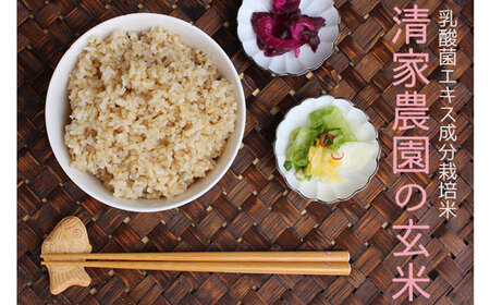 【令和7年産】清家農園 錦米（にこまる）玄米10kg【特別栽培・農薬不使用】 玄米