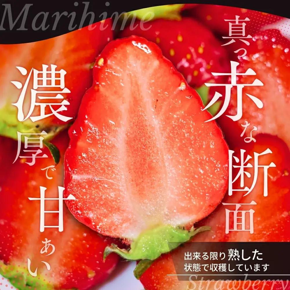 いちご まりひめ 3L～4Lサイズ 約500g（12粒） 【tcs002】
