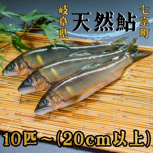 
※岐阜県産天然鮎七宗町産(20cm以上)
