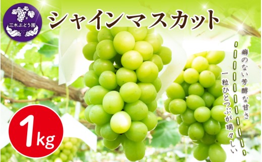 シャインマスカット 約1kg ＜出荷時期：2026年8月上旬～9月下旬頃＞ ぶどう 葡萄 マスカット フルーツ 果物 ゼリー ジュース アイス デザート スイーツ ケーキ グルメ 贈答 ギフト プレゼント 人気 おすすめ 甘い 送料無料 三木ぶどう園 徳島県 阿波市