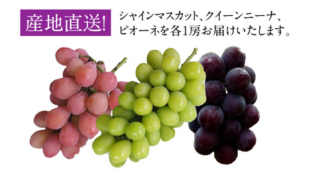 「 クイーンニーナ 」「 シャインマスカット 」「 ピオーネ 」の3色 詰め合わせ ( 種なし ) 約 1.6kg 各 1房 ご家庭用 【茨城県共通返礼品/石岡市】 葡萄 ブドウ しっかり 歯ごたえ 