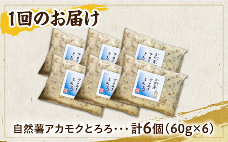 【全12回定期便】【磯の風味が香るふわふわとろろ】那珂川産自然薯使用　博多自然薯アカモクとろろ 60g×6個＜自然薯王国＞那珂川市 野菜 自然薯 とろろ 白米 そば お好み焼き 健康  179000 
