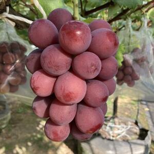 【訳あり】種なしぶどう 青森県産クインニーナ 2房(1.0kg～1.2kg)【配送不可地域：離島】【1613277】