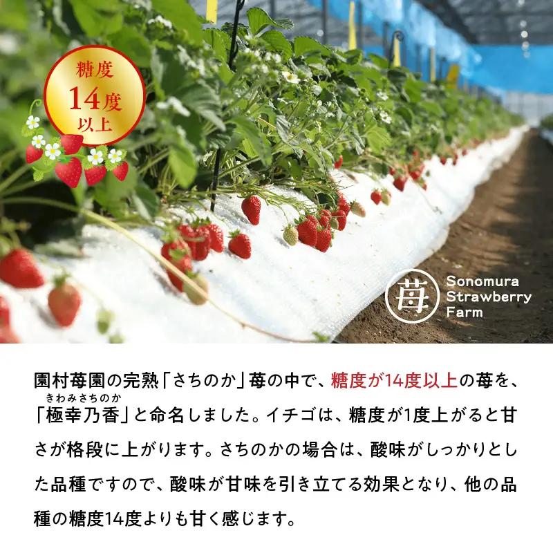 【先行受付】1月発送 園村苺園 ★糖度14度以上保証★ブランド苺「極幸乃香（きわみさちのか）」500ｇ_U74-0050_01