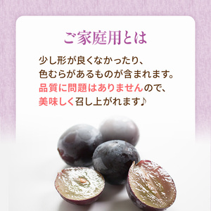 早期受付 ぶどう ご家庭用 ニューピオーネ 約2kg(3～5房) 岡山県 高梁市産