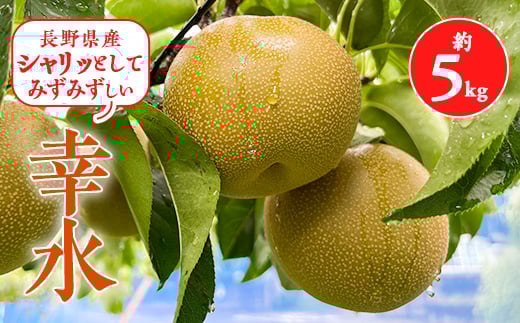 
            2025年秋順次発送!信州の梨＜幸水＞約5kg　シャリッとしてみずみずしい梨　_ 梨 なし 果物 くだもの フルーツ 幸水 信州 旬 秋の味覚 人気 おすすめ 送料無料 産地直送 贈答 ギフト ジューシー 長野 冷蔵 【1399537】
          