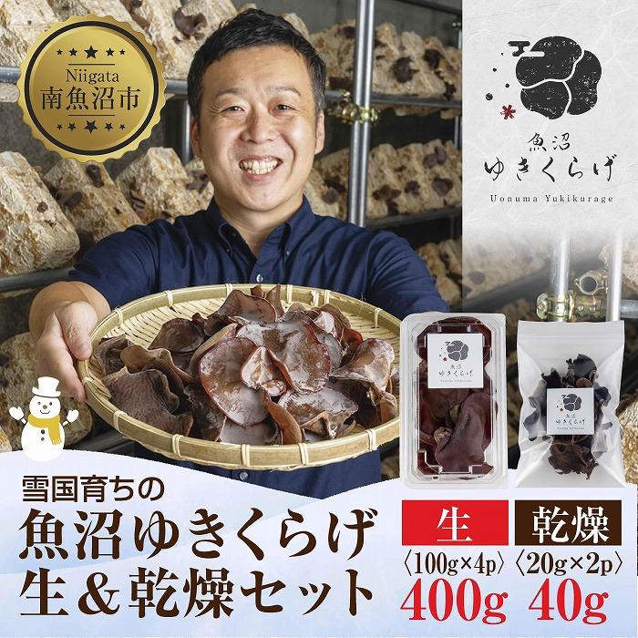 【ふるさと納税】国産 生 きくらげ 100g×4パック 計400g 乾燥 20g×2パック 計40g 小分け 栄養豊富 無農薬 無添加 オーガニック 自家栽培 雪国 魚沼ゆきくらげ キクラゲ 木耳 きのこ キノコ ビタミンD 肉厚 健康 食品 食物繊維 佃煮 歯ごたえ 菌床 食感 高品質 送料無料