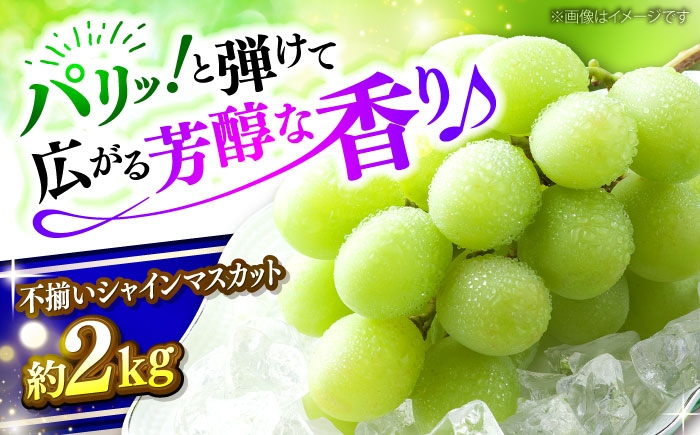 
                  【2026年先行予約】 訳あり シャインマスカット（約2kg／4から5房）＜9月上旬頃から順次発送＞ 不揃い 家庭用 ぶどう ブドウ 葡萄 budou しゃいんますかっと ますかっと 2026年発送 大粒 種なし 皮ごと フルーツ ふるーつ 果物 くだもの 産地直送 お取り寄せ 送料無料 農家直送 新鮮 わけあり 訳アリ ギフト 人気 おすすめ 広島 三次市 / 黒瀬ぶどう園 [APAB009]
                