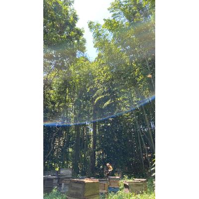 ふるさと納税 田原市 OKAWA HONEY　2個セット |  | 02