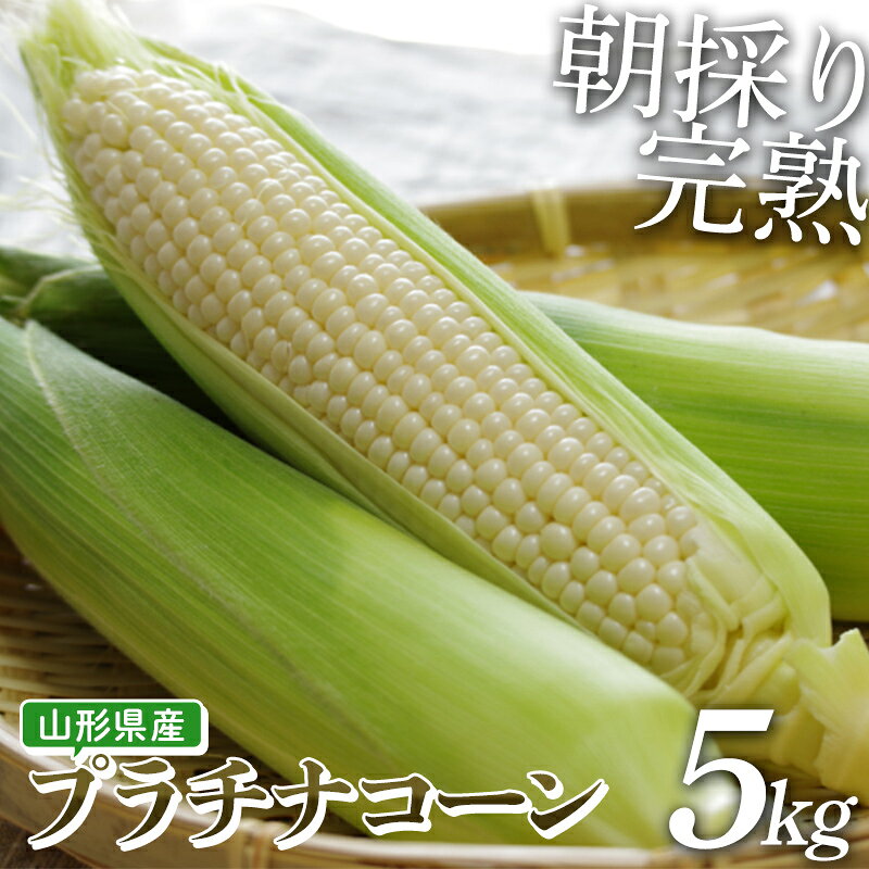 【ふるさと納税】 【朝採り】完熟プラチナコーン 明石農園 5kg とうもろこし 山形県産 【2026年9月発送開始】 FSY-2882