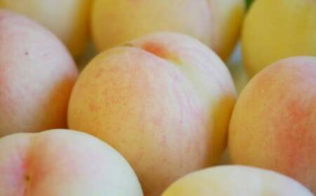 もっとも旬な品種の桃をお届け 岡山の桃 2kg【2026年6月下旬～9月下旬 発送予定】【桃 人気フルーツ 人気桃 おすすめフルーツ 岡山桃 岡山フルーツ 岡山県 倉敷市】