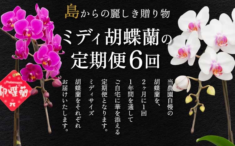 
            胡蝶蘭 定期便 【定期便6回】2ヶ月に1回 熊本県産 ミディ胡蝶蘭 【定期便6回】ミディ胡蝶蘭の定期便（2ヶ月に1回）洋蘭 観賞用 贈答用
          