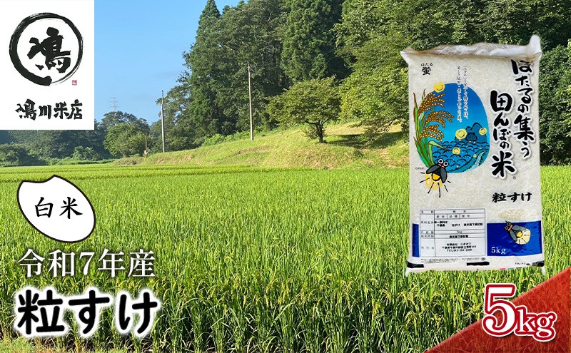 
                  最短出荷 2日から7日以内に発送 令和7年 粒すけ 5kg 千葉産 白米　【 お米 こめ コメ おこめ 】  [№5346-0049]
                