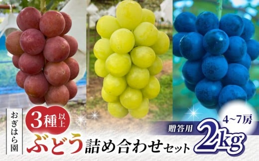 【2026年先行受付】農家直送！贈答用ぶどう詰め合わせセット ２kg（4～7房）｜おぎはら園（シャインマスカット、種なし巨峰、ナガノパープル 、クイーンニーナ、クイーンルージュ(R)など）　※2026年9月中旬～10月上旬順次発送