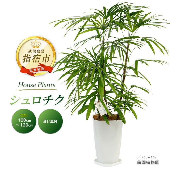 【ふるさと納税】シュロチク(高さ100cm〜120cm) ※北海道・沖縄・離島配送不可※ 観葉植物 鉢 おしゃれ インテリア グリーン 大型 【前園植物園】