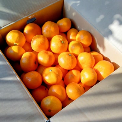 【甘みが濃縮されたみかん】愛媛で育った夕やけみかん【極】3kg(小玉)【C49−26】【1508878】