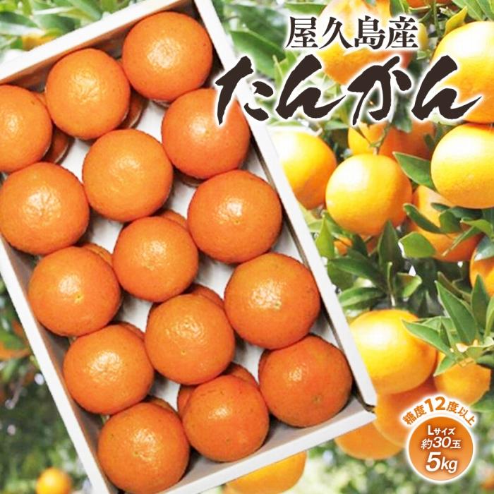 【ふるさと納税】2026年 屋久島産たんかん 約30玉入（約5kg／Lサイズ）＜先行予約／数量限定＞ | ふるさと 納税 お取り寄せ 取り寄せ ご当地 たんかん タンカン くだもの 果物 フルーツ 特産品 名産品 柑橘 柑橘類 かんきつ類 柑橘フルーツ 果実 国産