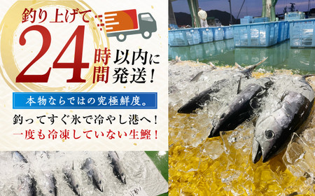 生鰹 土佐久礼 藁焼き生鰹たたき 約1.2kg / かつお カツオ かつおたたき カツオたたき かつおのたたき カツオのたたき [ATBE028]