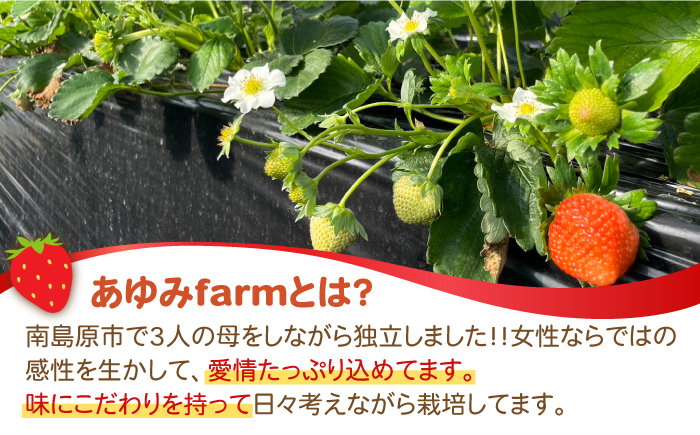 【2025年2月〜発送】【3回定期便】南島原産 いちご 「恋みのり」約260g×4P / イチゴ 苺 フルーツ 果物 / 南島原市 / あゆみfarm [SFF003]