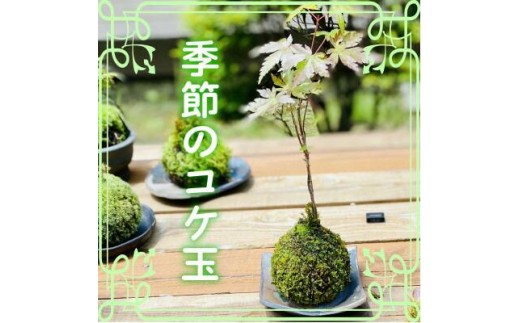 
                  季節の手作りコケ玉【5月以降順次発送】
                