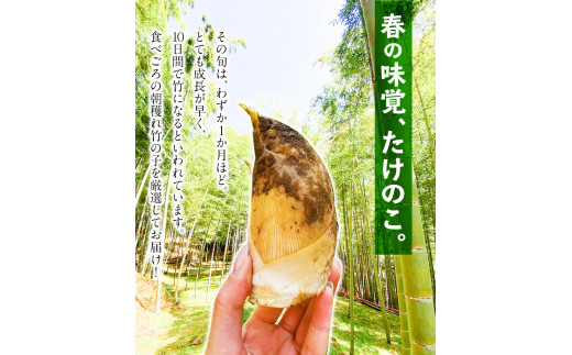 【2026年3月先行予約】掘りたて たけのこ 2kg タケノコ 竹の子 《2026年3月上旬-4月下旬頃出荷》 有限会社ニシムラ---mifune_nsm_1_2kg---st-p