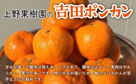 上野果樹園の吉田ポンカン 5kg ぽんかん オレンジ みかん 蜜柑 果物 くだもの フルーツ 柑橘類 甘い ジューシー お取り寄せ 大分県産 九州産 津久見市 国産