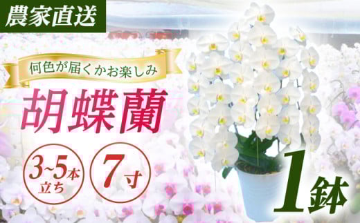 【3〜5本立ち7寸】生産農家直送！ 胡蝶蘭 1鉢 洋蘭 蘭 鉢植 花 フラワー 植物 こちょうらん コチョウラン お花 生花 鉢花 鉢 ギフト プレゼント 【足柄金太郎洋蘭園】開成町 [BDAB009]