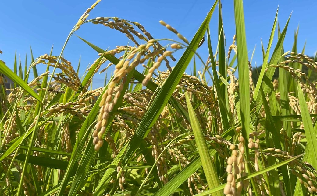 【 令和8年産 】 農家直送！ふっくらやさしい甘み。福岡が誇るお米「 夢つくし 」 10kg