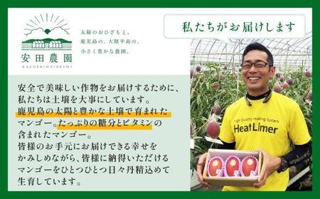 【数量限定/先行予約】マンゴー「はちいり（鉢入り）娘」化粧箱入り