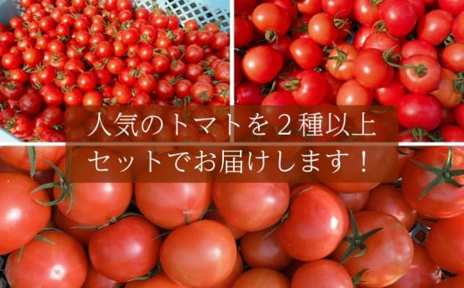 【2027年1月以降配送】熊野薬草園のトマトMIX（1.8kg×2箱） トマト ミックス お楽しみ 熊野 予約受付【kmys0004A】