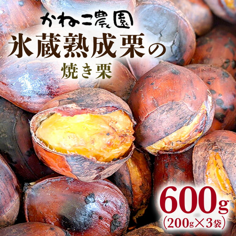 【ふるさと納税】笠間の栗・かねこ農園の焼き栗 200g×3袋 栗 クリ くり 焼栗 数量限定 期間限定 茨城県 笠間市 送料無料 ＜12月31日まで受付＞