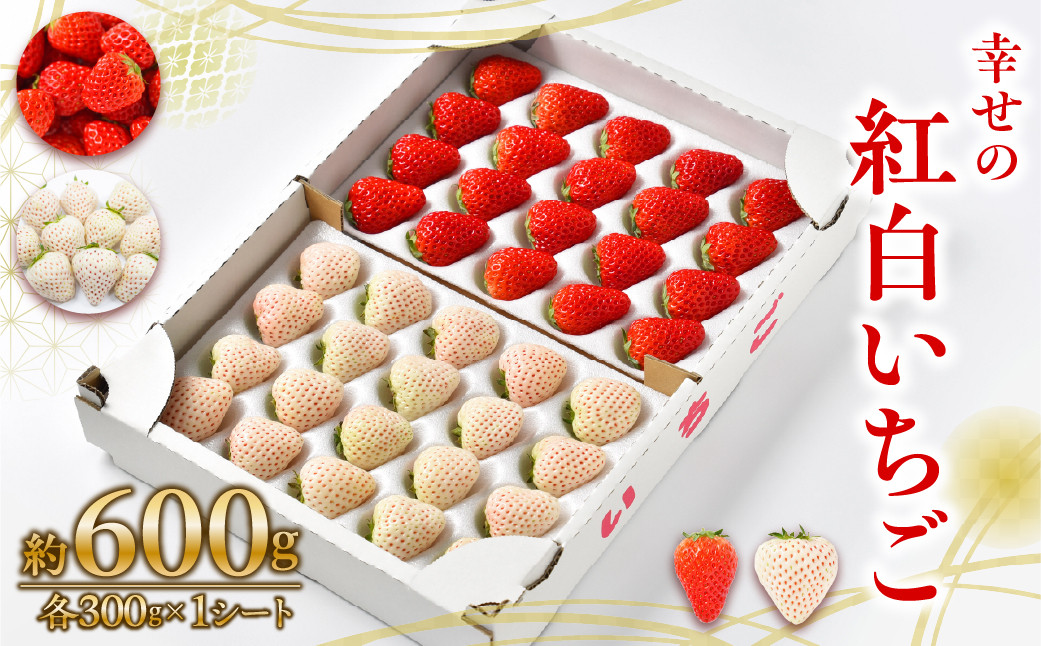 
            お祝いに贈り物に『幸せの紅白いちご』（赤・白シート入り各約300g　計約600g）
          