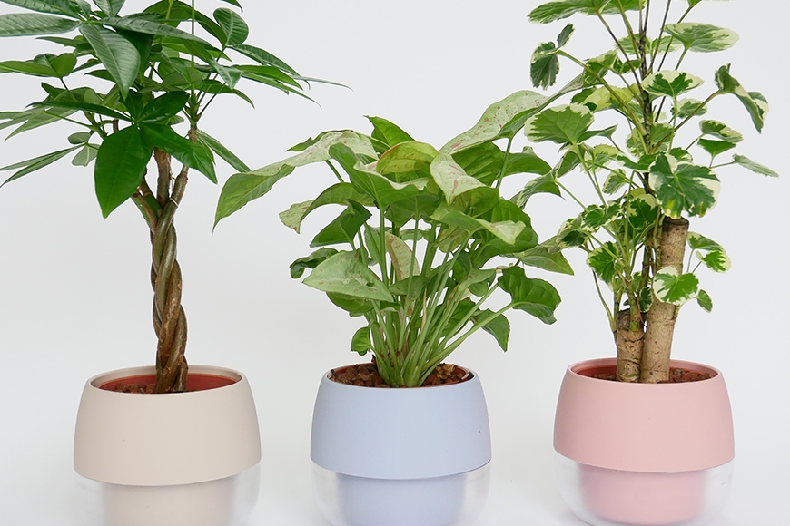 
                  観葉植物 ハイミニビビスモーキー 3個 セット A [三浦園芸 愛知県 岡崎市 ok23bzw830003] 水耕栽培 ミニ 植物 ハイドロコーン 発砲煉石 陶器 管理方法 緑のある暮らし 育てやすい 初心者 手軽
                