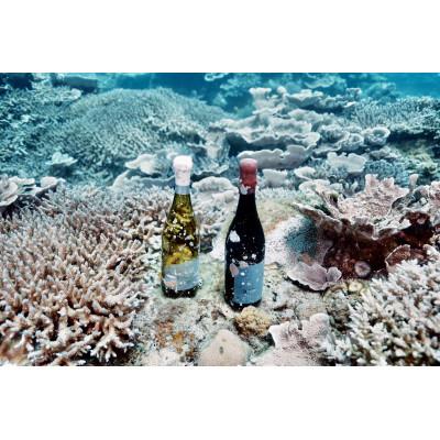 ふるさと納税 瀬戸内町 tlass-20252ndEdition-海底熟成白ワイン750ml×1本 |  | 02