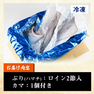 脂ののった鹿児島県産養殖ぶり（ハマチ）の切り身！「ロイン2節・カマ1個付」合計約1kg！養殖ぶり日本一の鹿児島県産ぶり ブリ 鰤 刺身 ぶりしゃぶ【A-1515H】