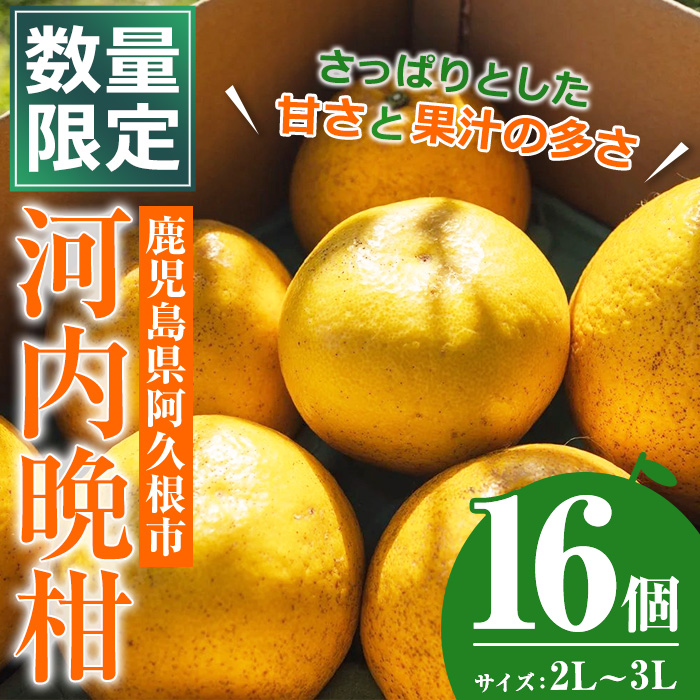 ＜2025年3月中旬以降発送予定＞数量限定！河内晩柑（2L～3L)(16個・約6.4kg)  柑橘 フルーツ 果物 国産 みかん 期間限定【株式会社イロドリ】a-12-321