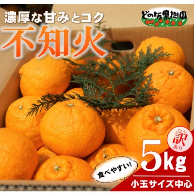 【訳あり】熟成不知火(しらぬい)　5kg(小玉サイズ中心)/2027年3月～発送(デコポンと同品種)【配送不可地域：離島・北海道・沖縄】【1753109】