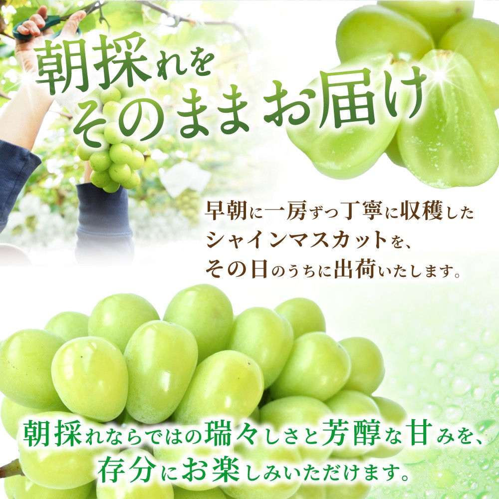 【先行予約】 朝摘み シャインマスカット 秀品 2房(約1.2kg)こだわり農家厳選!【2026年8月末から9月末順次発送予定】/ フルーツ ぶどう ブドウ 葡萄 マスカット 和歌山県 かつらぎ町 ジ